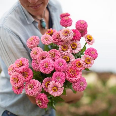 Hardening Off Seedlings, Zinnia Elegans, Zinnia Flowers, Cut Flower Garden, Plant Spacing, Cutting Garden, Flower Farm, Lace Flowers, Beautiful Blooms