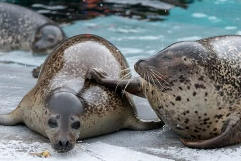 My Little Piano, Silly Seal, Sea Stuff, Harp Seal, Cute Seals, Manatees, F H, Silly Goofy, Silly Animals