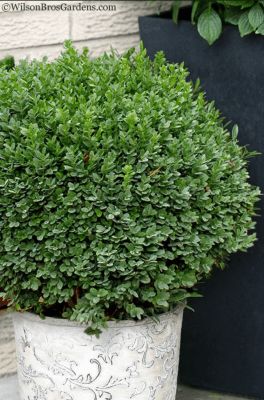 Buxus sincia var. insularis ‘Nana’ Baby Gem Boxwood, Boxwood Shrub, Winter Gem Boxwood, Wintergreen Boxwood, Boxwood Shrubs, Box Wood Shrub, Foundation Planting, Wall Bed, No Rain