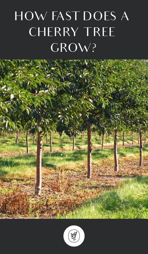 Cherry trees grow about 1 foot each year in good conditions until they reach mature height. Cherry trees take about 7-8 years after planting to reach maturity (for a total age of 8-10 years old). Young trees purchased at the garden center typically take 3-4 years to start producing fruit. These trees were typically grafted … Fruit Garden Landscape, Chokecherry Tree, Cherry Fruit Tree, Sour Cherry Tree, Gardening Memes, How To Grow Bananas, Tree Growth, Organic Mulch, Cherry Trees