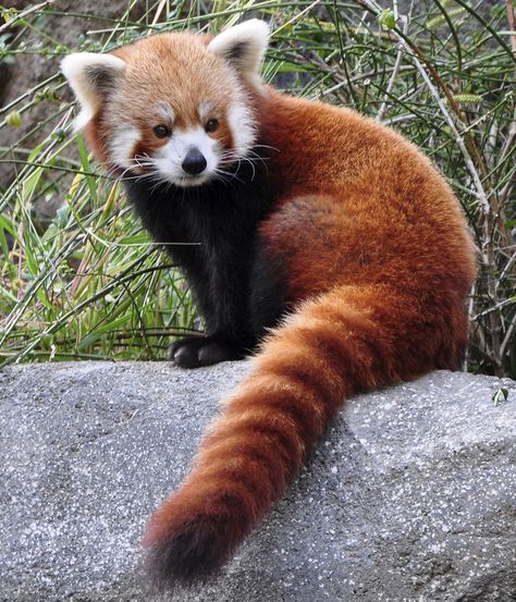 Extinction: These Amazingly Cute Animals Will Soon Be Gone Forever    Red Panda Red Panda Cute, Red Panda Baby, Red Pandas, Animale Rare, Red Panda, Cute Creatures, Animal Tattoos, Animal Photo, Exotic Pets