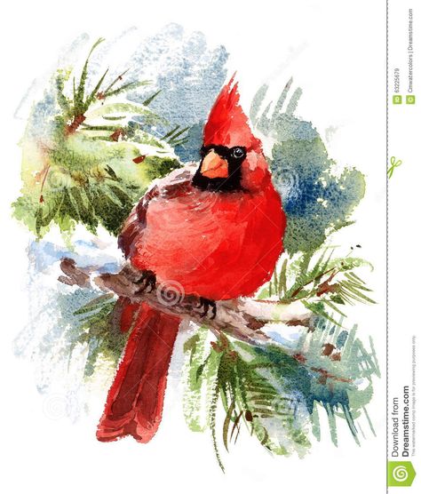 Cardinal Bird Watercolor Winter Illustration Hand Drawn - Download From Over 54 Million High Quality Stock Photos, Images, Vectors. Sign up for FREE today. Image: 63225679 Watercolor Cardinal, Cardinal Birds Art, Cardinal Winter, Cardinal Watercolor, Cardinal Painting, Bird Watercolor Paintings, Bird Watercolor, Watercolor Winter, Winter Illustration