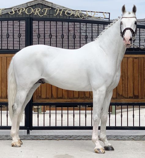 Grey Warmblood Horse, Belgian Warmblood, Kathiyawadi Horse, Dutch Warmblood, Warmblood Horses, Marwari Horses, Horse Coats, Pony Breeds, Beautiful Horse