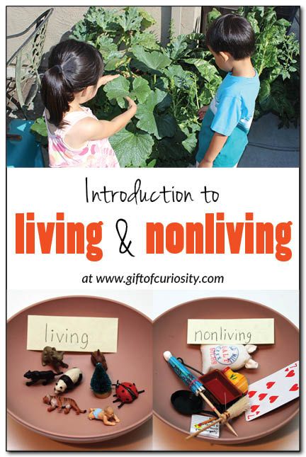 Introduction to living and nonliving Non Living Things, Plants Kindergarten, Pre-k Science, Living And Nonliving, Montessori Science, Montessori Classroom, Kindergarten Science, Preschool Science, Carl Sagan