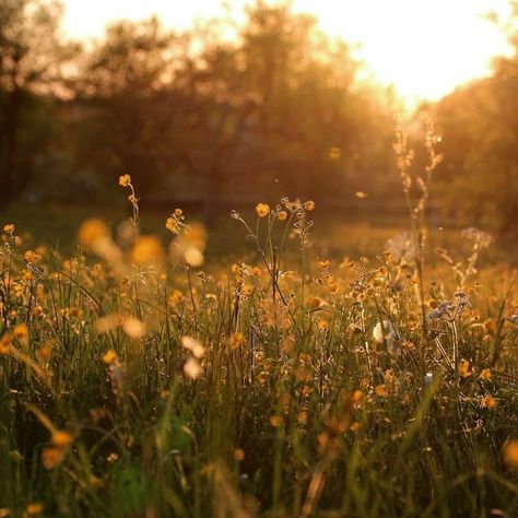 Golden Nature Aesthetic, Sunny Nature Aesthetic, Golden Forest Aesthetic, Sunlight Through Trees Aesthetic, Warm Nature Aesthetic, Forest Sunset Aesthetic, Golden Sunlight Aesthetic, Golden Goddess Aesthetic, Flowers In Sunlight