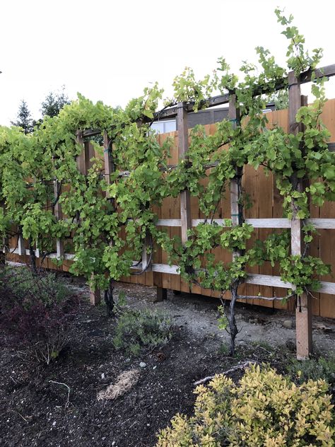 Grape Privacy Wall, Hide Garden Fence, Grape Vine Privacy Fence, Grape Fence Ideas, Grape Vine Fence, Grape Fence, Fence Vines, Vine Fence, Yard Entrance