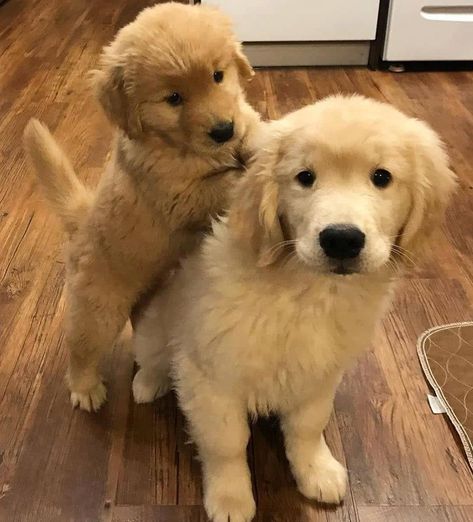 Cute golden retriever dog and puppies. Dog Lovers must follow @dogs.country on Instagram. One of the best puppies page. 💙   .  .  .  .  .  #puppy🐶 #goldenretrieverlover #puppypaws #goldenretrieverpuppies #puppylovers #retrievers #goldenretrievertoday #puppyworld #puppycuddles #goldenretrieverworld #dogs🐶 #goldenretrieverclub #dogslove #retrieverlife #goldenretrieverlovers #goldenretrieverofinstagram #puppy❤️ #dogsworld #retrieverstagram #dogslovers #puppylove🐶 Golden Puppy, Super Cute Puppies, Golden Retriever Puppies, Boxer Puppies, Puppy Paws, Rottweiler Puppies, Retriever Puppies, Puppy Lover, Dream Dog