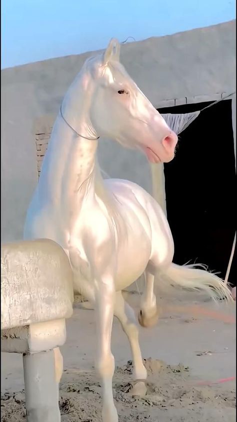 Albino Horse, Cai Arabi, Ahal Teke, Akhal Teke Horses, Fjord Horse, Rare Horses, Cai Sălbatici, Cute Horse Pictures, Rasy Koni