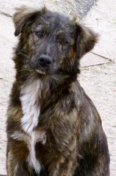 Mutts are so beautiful Best Family Dog Breeds, Family Dogs Breeds, Mutt Dog, Best Dogs For Families, Mixed Breed Dogs, Sweet Dogs, Blue Heeler, Mixed Breed, Family Dogs