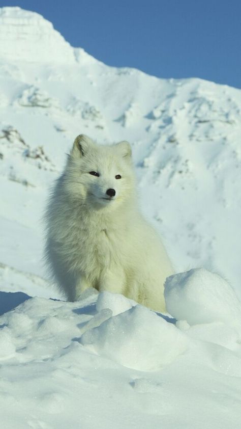 Svalbard Norway Aesthetic, Norway Wildlife, Norway Animals, Arctic Aesthetic, Arctic Wallpaper, Ice Animals, Norway Svalbard, Arctic Travel, Aesthetic Wildlife