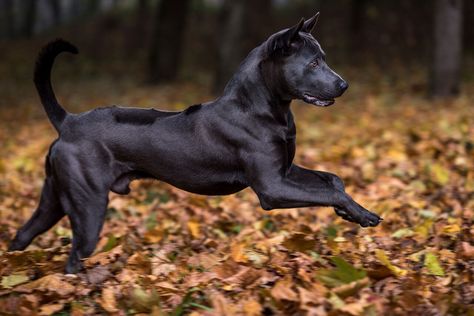 Strong Dogs, Thai Ridgeback, Ridgeback Dog, Rare Dog Breeds, Bored Dog, Rare Dogs, Street Dogs, Dogs Cute, Border Collies