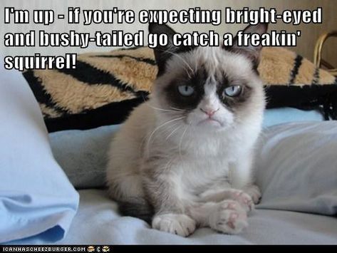 I'm up - if you're expecting bright-eyed and bushy-tailed go catch a freakin' squirrel! Grumpy Cat Memes, Grumpy Cat Meme, Grumpy Cat Quotes, Cat Advice, Grumpy Cat Humor, Funny Pictures With Captions, Angry Cat, Funny Cats And Dogs, Cat Quotes