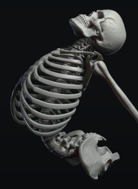 Human Skeleton Art Reference, Skeleton With Muscles, Skeleton Anatomy Reference Pose, Human Ribcage Anatomy, Skeleton In Different Poses, Anatomically Correct Skeleton, Skeleton Dynamic Poses, Skeleton Body Reference, Skeleton Pose Reference