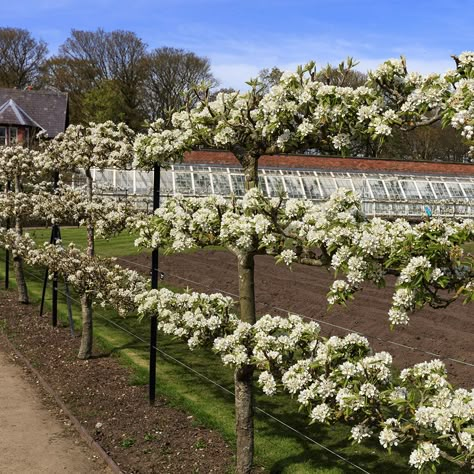 Espalier Fruit Trees, Fruit Tree Garden, Potager Garden, Landscape Construction, Fruit Tree, Vegetable Garden Design, Fruit Garden, Garden Trees, Garden Cottage