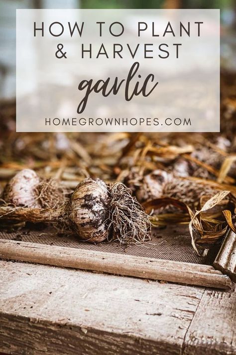 Learn how to grow, harvest, preserve, and prepare garlic with this blog post. Learn about fall planting outdoors, harvesting garlic scapes in the early summer, and garlic harvesting and curing bulbs. Learn all my tips and tricks how to plant garlic in your backyard garden beds from garlic cloves. in zone 7 b. It is an easy crop to plant and great for beginner gardeners. How To Plant Garlic, Harvest Garlic, Plant Garlic, Backyard Garden Beds, Harvesting Garlic, Planting Garlic, Fall Planting, Garlic Scapes, Zone 7