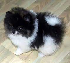 Pomeranian Black, Baby Pomeranian, Spitz Pomeranian, White Pomeranian, Animal Babies, Pomeranian Dog, Pomeranian Puppy, Blue Merle, Baby Animals Funny