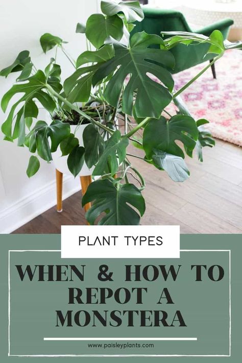 When & How to Repot Monstera - Paisley Plants Monsters Plant Care, Monstera Deliciosa Care, Big Leaf Plants, Monstera Plant Care, Deliciosa Plant, Easy Tiramisu, Monstera Plants, Philodendron Plant, Plant Benefits