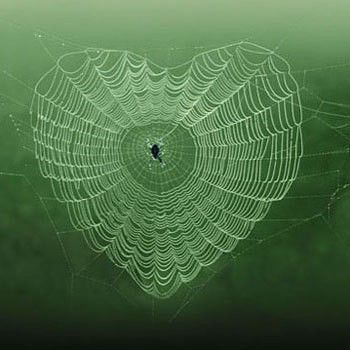 Hearts in spider webs | Dominique-Piccinato-photo-design-Dominique-Piccinato-Photography-Love ... Heart In Nature, I Love Heart, Airbrush Art, Beating Heart, Happy Heart, Photo Heart, Heart Art, Photo Design, Pics Art