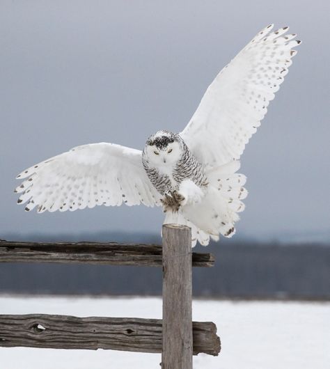 Owl Wings, Owl Photography, Winter Owl, Snow Owl, Owl Photos, Owl Pictures, Beautiful Owl, White Owl, Owl Bird