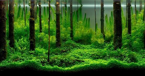 Read more about aquascaping news, product reviews, and tips for aquascaping freshwater planted aquariums. Aquarium Wallpaper, Aquarium Poster, 10 Gallon Fish Tank, Aquarium Architecture, Fish Tank Themes, Tank Wallpaper, Fish Background, Fresh Water Fish Tank, Aquarium Landscape