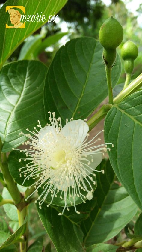 Jambu Biji, Dandelion, Plants, Flowers