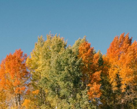 Fall Aesthetic Bright, Bright Fall Aesthetic, Rainbow Leaves, September Mood, Autumn Rainbow, Orange Season, Fall Board, Bright Autumn, Festival Aesthetic