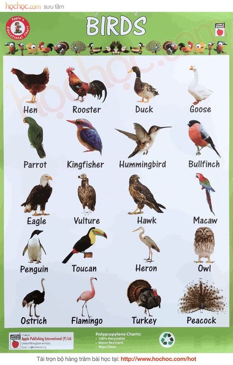 Birds Name List, Food Names In English, Animal Pictures For Kids, Animals Name In English, Animal Infographic, Insects Preschool, Visual Dictionary, Learning English For Kids, English Worksheets For Kids