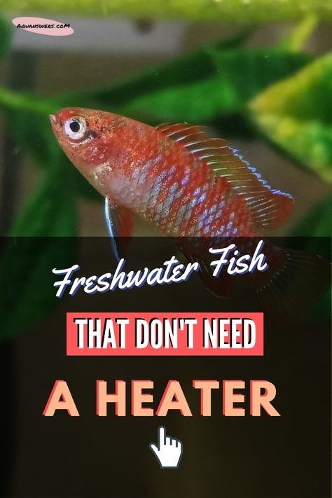 Find out 17 good stocking ideas for your new cold water fish tank! These freshwater fish are the best options for an aquarium that has no heater and either sits at room temperature or somewhere colder. I made sure to list both small and large fish species. Make sure to check out fish #14 if you're a beginner to the cold water aquarium hobby. 1 Gallon Fish Tank Ideas, Cool Fresh Water Fish Tanks, Fish Keeping Freshwater Aquarium, Cold Water Fish Tank, Fish Room Ideas, Easy Care Fish Tank Aquarium, Small Fresh Water Aquarium, Small Fish Tank Ideas, Fresh Water Puffer Fish Tank