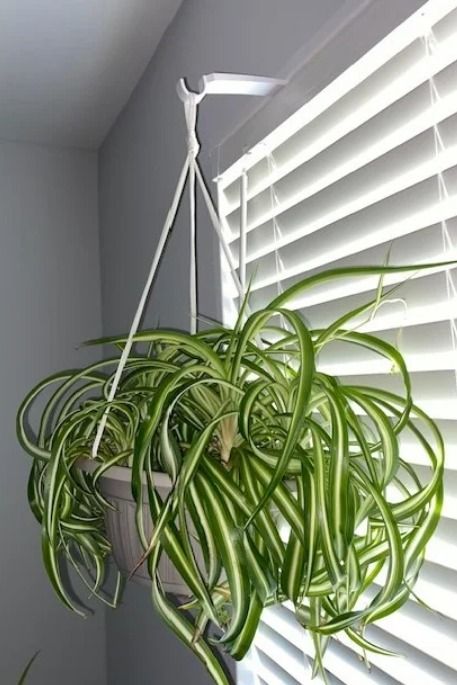 No Drill Hanging Plants, Toilet Curtain, Organization Notebook, Window Moulding, Bathroom Plants Decor, Hang Plants, Window Plant Shelf, Plants Hanging, Plant Window