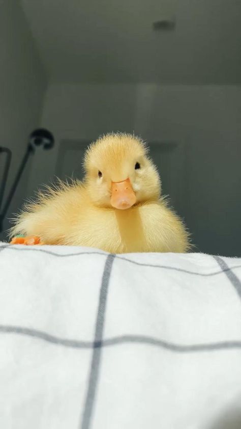 Pin on Ducklings Regnul Animal, Cute Ducklings, Baby Duck, Baby Animals Pictures, Super Cute Animals, Cute Animals Images, Fluffy Animals, Cute Wild Animals, Cute Animal Photos