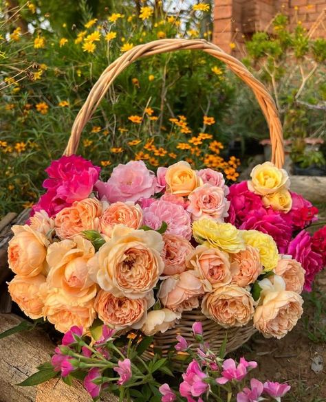 aubonrat_faii Flower Basket Aesthetic, Basket Aesthetic, Rose Arrangements, Beautiful Rose Flowers, Spring Has Sprung, Flower Basket, Chrysanthemum, Beautiful Roses, Rose Flower