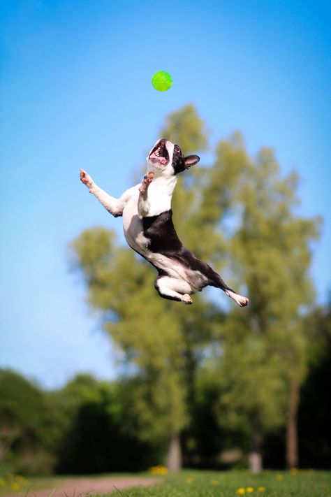 Dog Action Poses, Animals Posing, Horse Poses, Fun Poses, Animal Photography Wildlife, Friendly Dogs, Photography Wildlife, Dog Poses, Dog Pics