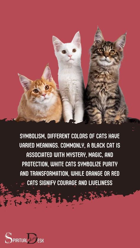 In spiritual symbolism, different colors of cats have varied meanings. Commonly, a black cat is associated with mystery, magic, and protection, white cats symbolize purity and transformation, while orange or red cats signify courage and liveliness. #instacat #catsofinstagram #courage #transformation #protection #magic #mystery Orange Cat Personality, Cat Spiritual Meaning, Spiritual Animals, Protection Magic, Red Cats, Totem Animals, Animal Meanings, Orange And White Cat, Spiritual Animal