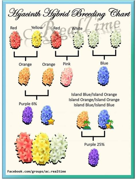 How To Get Purple Hyacinths Acnh, Purple Hyacinth Animal Crossing, Acnh Hyacinth Guide, Animal Crossing Hyacinth, Acnh Purple Hyacinths, Acnh Orchid Designs, Animal Crossing Purple Villagers, Cross Breeding Flowers Animal Crossing, Acnh Flower Breed