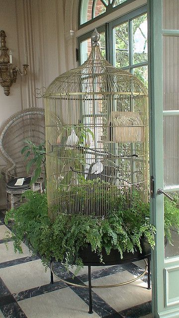 :-)My comment would be that, they need a rectangular cage (corners give them security). But these birds look content. I like the greens (are they edible?). Very Victorian looking (pretty). Antique Bird Cages, Garden Room Ideas, Tattoo Plant, نباتات منزلية, Bird Aviary, Bird Cage Decor, Vintage Bird Cage, Bird Cages, Vintage Birds