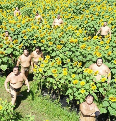 “Japanese Stuff Without Context”: 40 Funny And Weird Pics That Showcase How Unique Japan Really Is Field Art, Sumo Wrestler, Sunflower Photo, Sunflower Field, Wheat Fields, Sunflower Fields, Minneapolis, Make You Smile, Album Covers