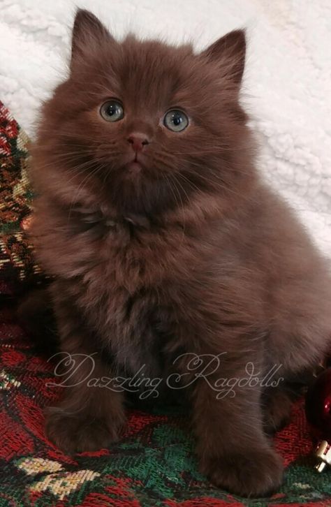 chocolate solid ragdoll kitten Brown Fluffy Kitten, Brown Ragdoll Kitten, Chocolate Kitten, Chocolate Ragdoll, Chocolate Cats, Ragdoll Cat Breeders, Brown Cats, Ragdoll Kittens For Sale, Chocolate Cat