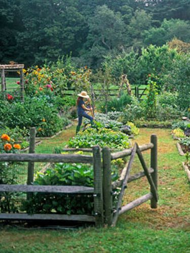 Taman Air, Potager Garden, Gardening Trends, Backyard Vegetable Gardens, Permaculture Design, Large Backyard, Cottage Gardens, Big Garden, Country Landscaping