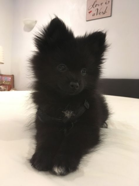 Black Fluffy Puppy, Black Pomeranian Puppies, Boo Puppy, Small Black Dog, Black Pomeranian, Cute Small Dogs, Black Puppy, Dog Mommy, Very Cute Puppies