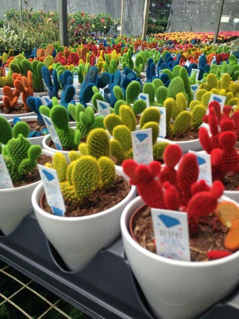 Kaktus Dan Sukulen, Rainbow Cactus, Cactus House Plants, Bonsai Seeds, نباتات منزلية, Mini Cactus, Types Of Succulents, Cactus Pot, Succulent Gardening