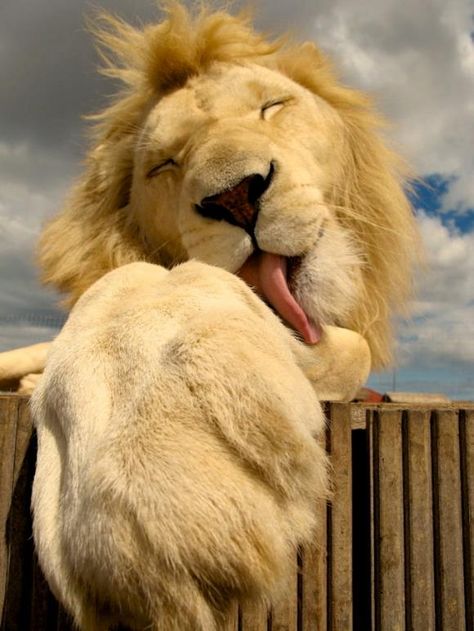 Lions can be cute ,too ! Il Re Leone, Gato Grande, Animal Planet, The Animals, 귀여운 동물, Beautiful Cats, Big Cats, Beautiful Creatures, Animal Kingdom