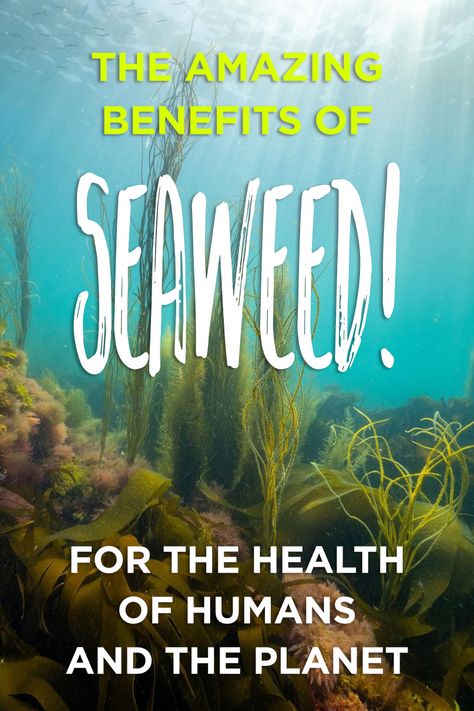 An insight into the amazing benefits of seaweed for your health the environment. Could responsible seaweed farming be the answer to our climate crisis? Benefits Of Seaweed, Benefits Of Seaweed Snacks, Health Benefits Of Seaweed, Seaweed Forest, Seaweed Supplements, Volunteering With Animals, Seaweed Plant Ocean, Help The Environment, Wellness Fitness