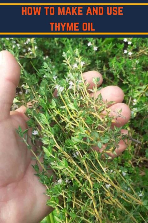 Diy Herbal Oil, Thyme Tincture How To Make, Thyme Tincture Benefits, How To Make Thyme Oil, Thyme Oil Recipes, Preserving Thyme, Thyme Oil Benefits, Thyme Infused Olive Oil, Thyme Tincture