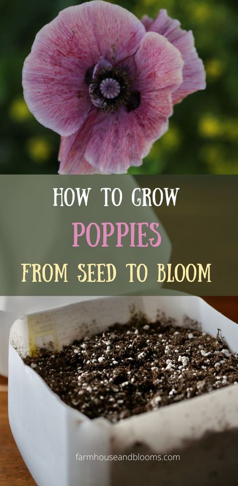 two pictures, one of a milk jug for winter planting poppy seeds, and one of a pink poppy flower Grow Poppies From Seed, How To Grow Poppies From Seed, How To Plant Poppy Seeds, Poppies In Pots, When To Plant Poppy Seeds, How To Grow Poppies, How To Grow Wildflowers From Seed, Poppy Garden Ideas, Perimeter Garden