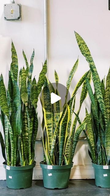 Humboldt Houseplants on Instagram: "Let’s Talk Sansevieria AKA Snake Plants👇🏽✨ • These plants are so versatile and low maintenance! They make the perfect plant for people that are new to plants, travel frequently, they make great office plants, and are a great fit for in an Airbnb 🌿🪴✨ • ☀️ Bright Indirect light is best but they can TOLERATE low light!  • 🔥 Warmth is incredible for these plants! The warmer your space, the better. • 💧 Water when soil is fully dry! • 💦 They like environments with 40% humidity! If you live in a dry climate, consider adding in a humidifier.  •  #snakeplant #sansevieria #plantcare #plantcaretips #plantsmakepeoplehappy #easycareplants #newplantmom #plantlover" Plants That Can Live In Water, Snake Plant Indoor, Gardening Indoors, Low Light Indoor Plants, Snake Plants, Plant Care Houseplant, Indoor Plant Care, Easy Care Plants, Plant Information