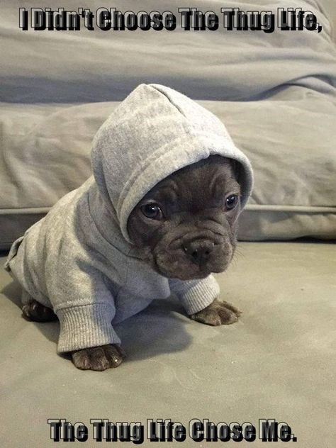 I Didn't Choose The Thug Life,   The Thug Life Chose Me. Pitt Bull, Bulldog Francese, Pitbull Puppy, Pitbull Puppies, French Bulldog Puppies, Cute Animal Photos, Funny Animal Memes, Pitbull Dog, Bulldog Puppies