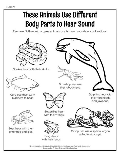 An Introduction to Sound Waves for Kids | Woo! Jr. Kids Activities Echolocation Activities For Kids, Sound Experiments For Kids, Music Provocations, Ear Diagram, Sound Experiments, Sound Science, Animal Body Parts, Senses Activities, Music Camp