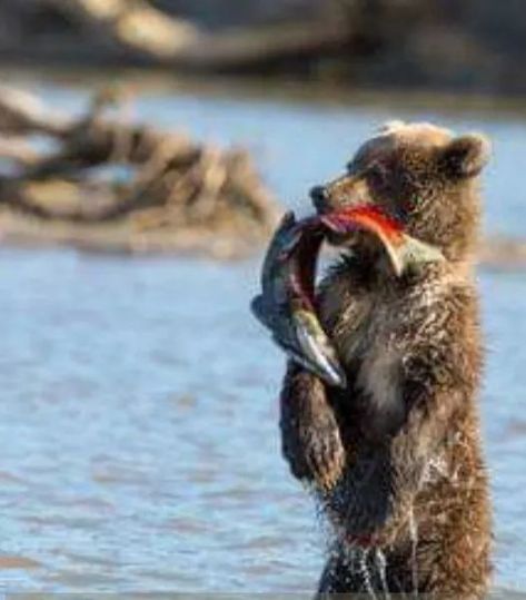 Bear Catching Salmon, Grizzly Bear Cub, Bear Fishing, Teddy Grahams, Fishing Photography, Bear Photos, Bear Pictures, Winter Animals, Bear Art