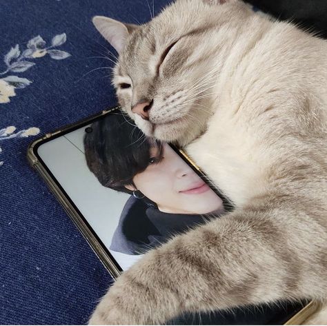 Park Jimin, A Cat, Cute Cat, Cell Phone, Bts, Blue