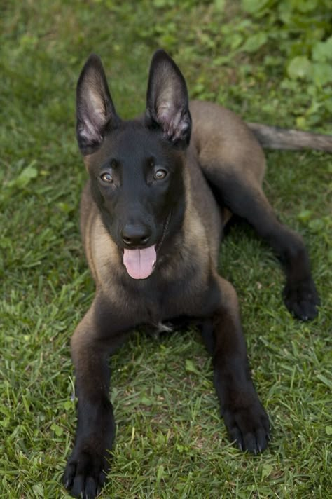 Dark Belgian Malinois Black Belgian Malinois, Malinois Puppy, Pastor Belga Malinois, Belgium Malinois, Malinois Puppies, Belgian Malinois Dog, Malinois Dog, Dog German, Dogs Breeds